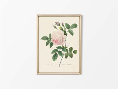 Pink Roses VIII Vintage Art Print