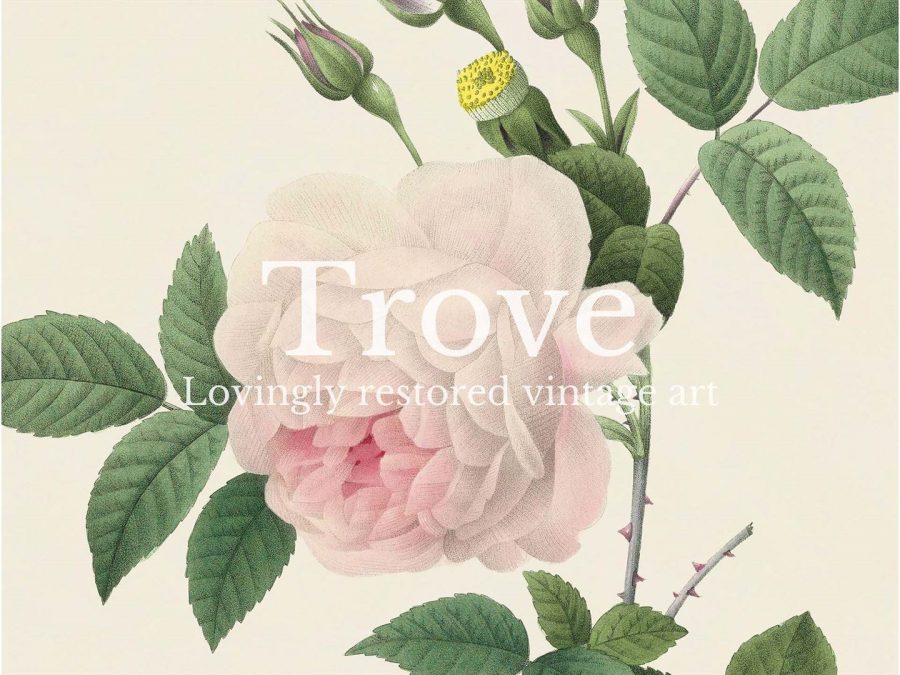 Pink Roses VIII Vintage Art Print