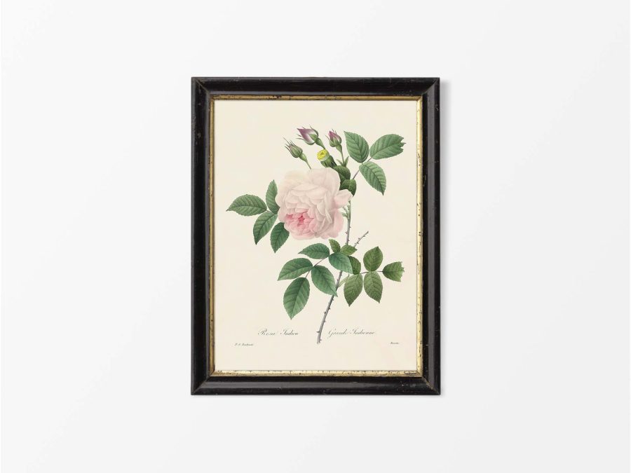 Pink Roses VIII Vintage Art Print