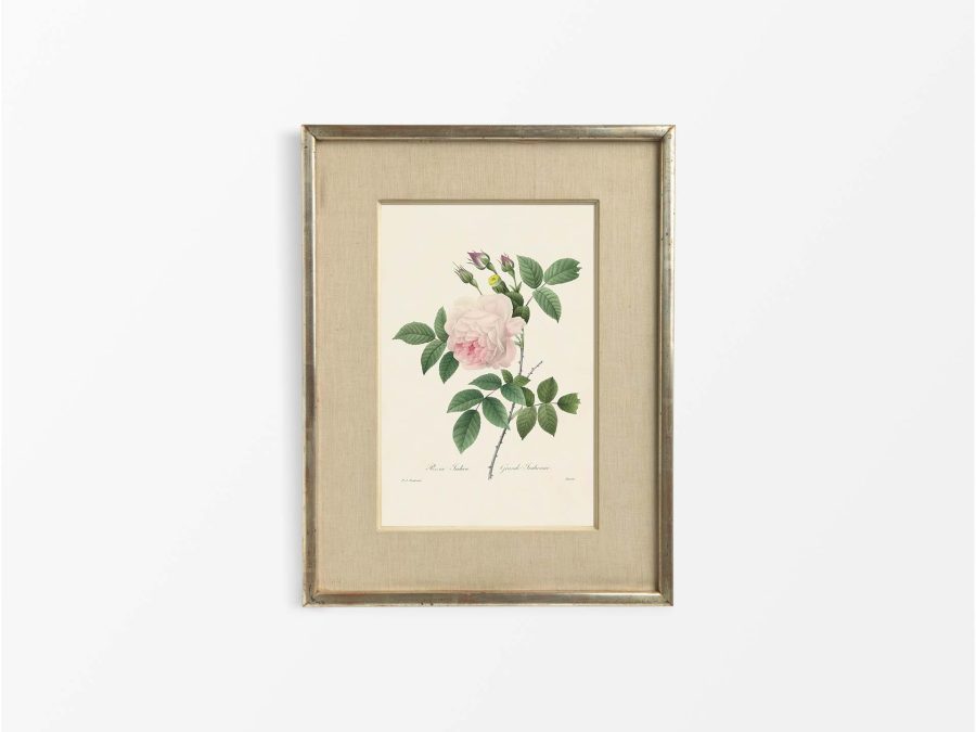 Pink Roses VIII Vintage Art Print