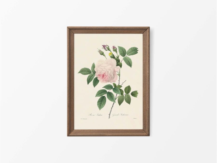 Pink Roses VIII Vintage Art Print