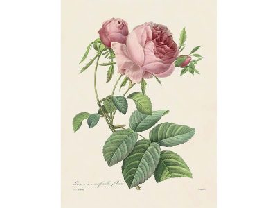 Pink Roses X Vintage Art Print
