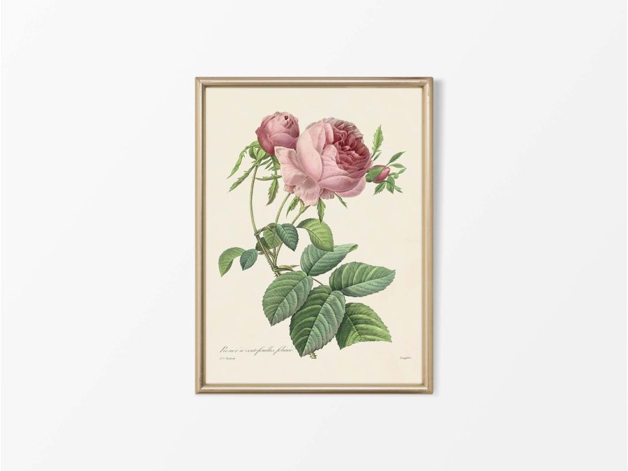 Pink Roses X Vintage Art Print