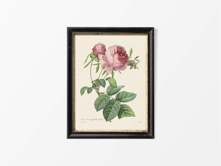 Pink Roses X Vintage Art Print