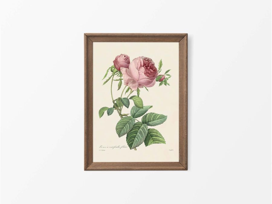 Pink Roses X Vintage Art Print