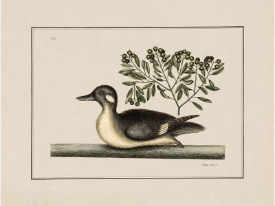 Pintail II Vintage Art Print