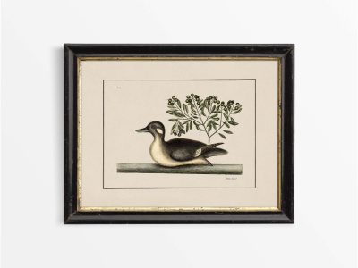 Pintail II Vintage Art Print