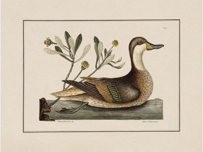 Pintail Vintage Art Print