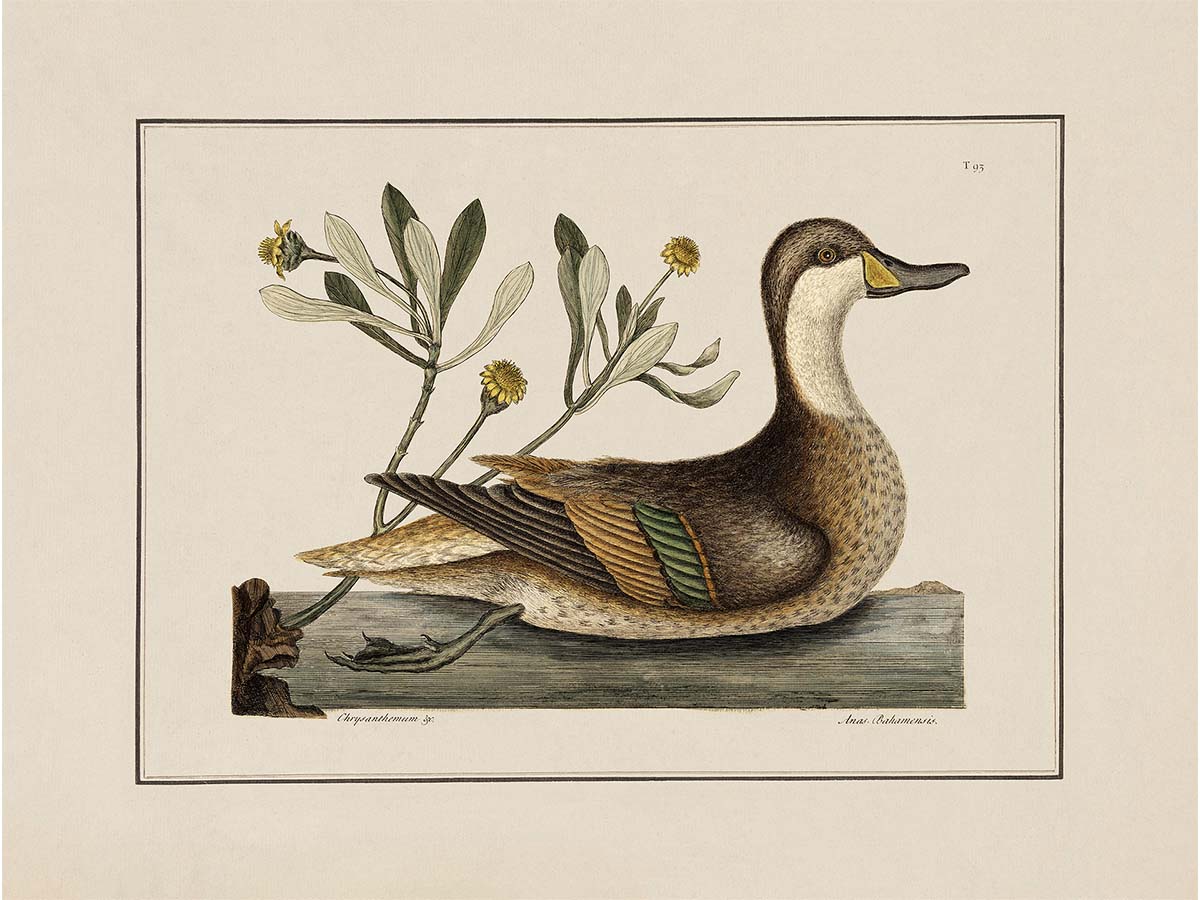 Pintail Vintage Art Print