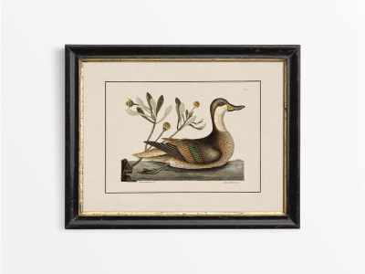 Pintail Vintage Art Print