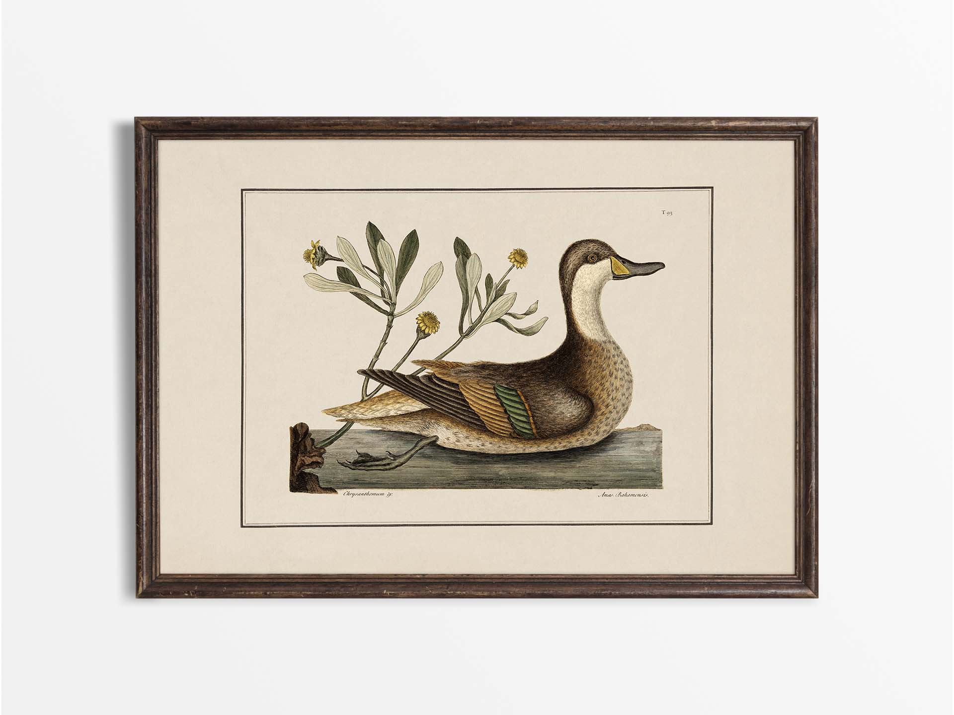 Pintail Vintage Art Print