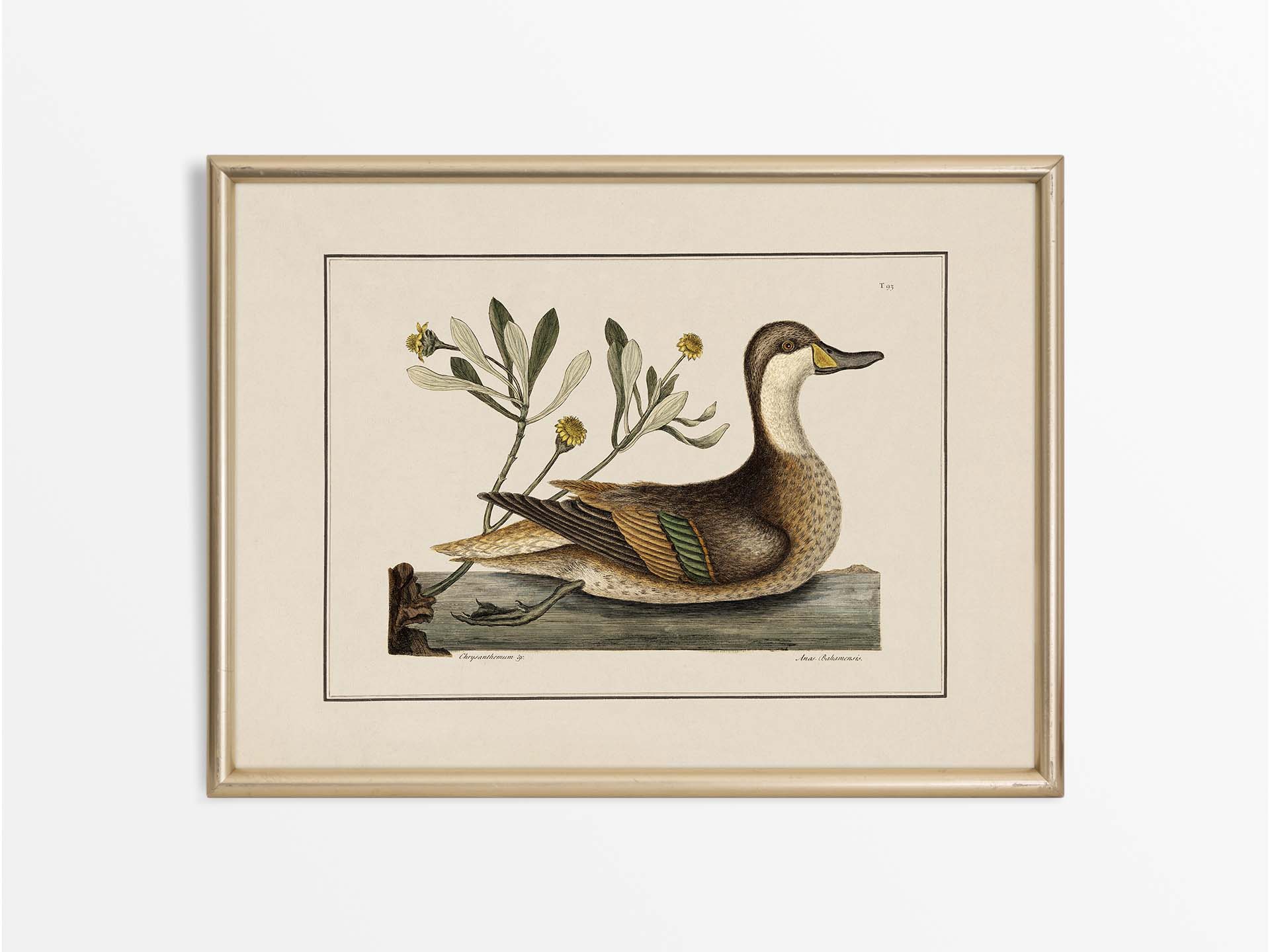 Pintail Vintage Art Print