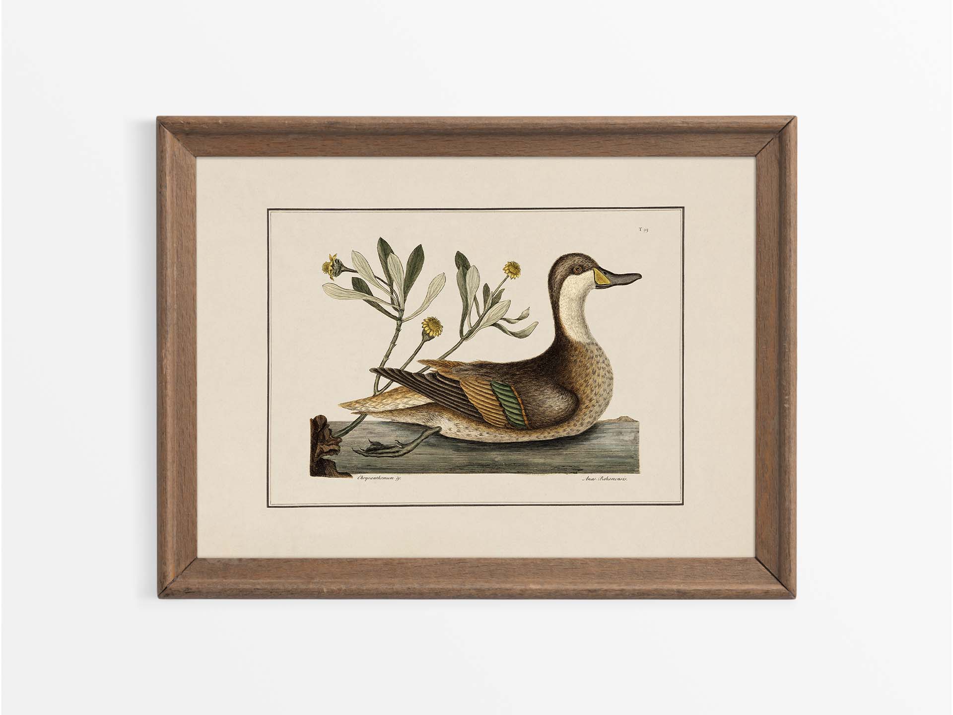 Pintail Vintage Art Print