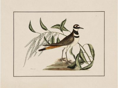 Plover Vintage Art Print