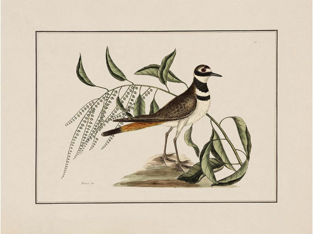 Plover Vintage Art Print