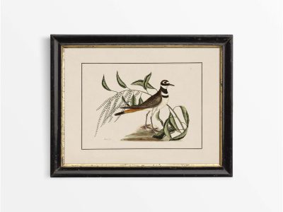 Plover Vintage Art Print