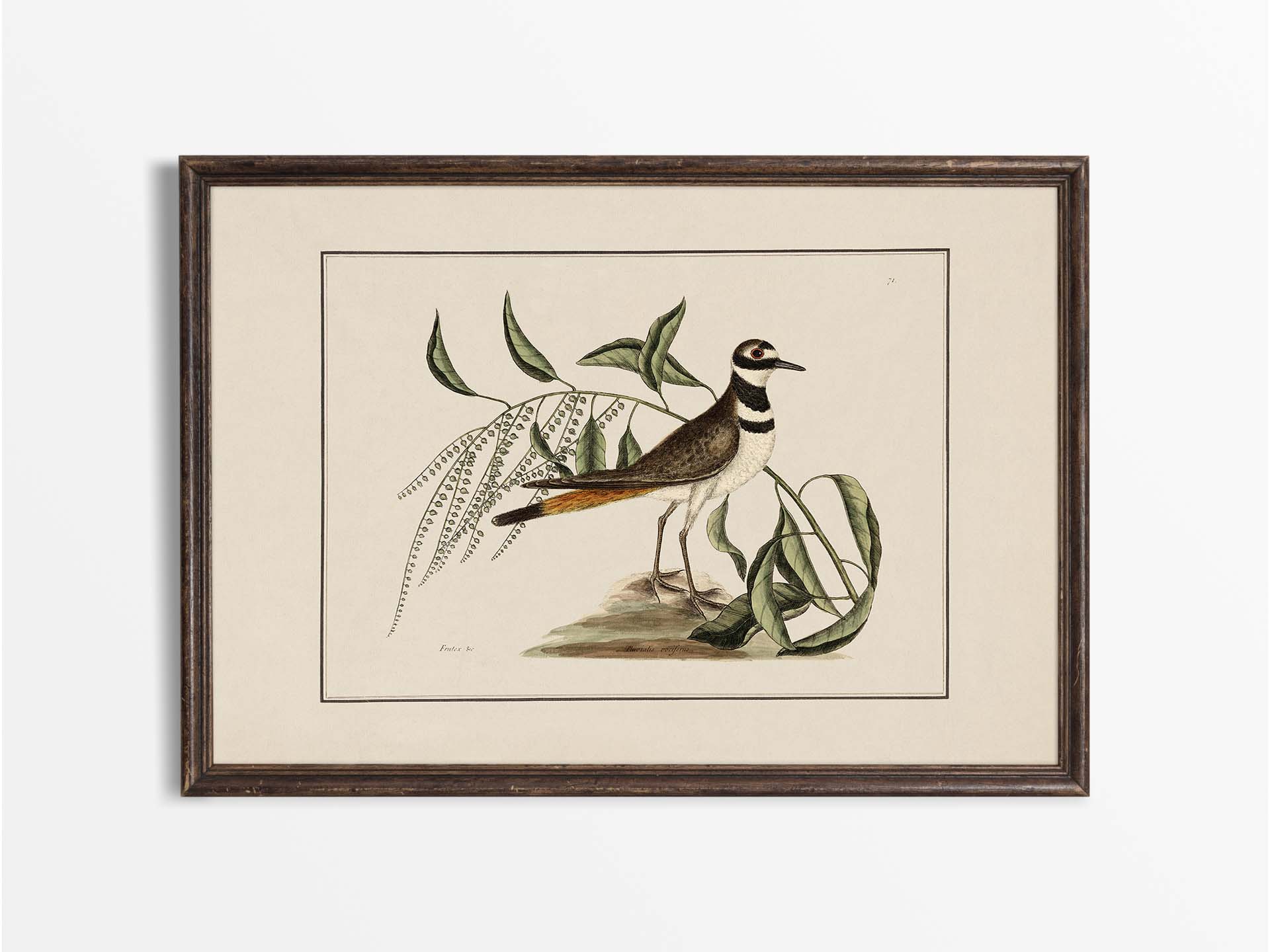 Plover Vintage Art Print