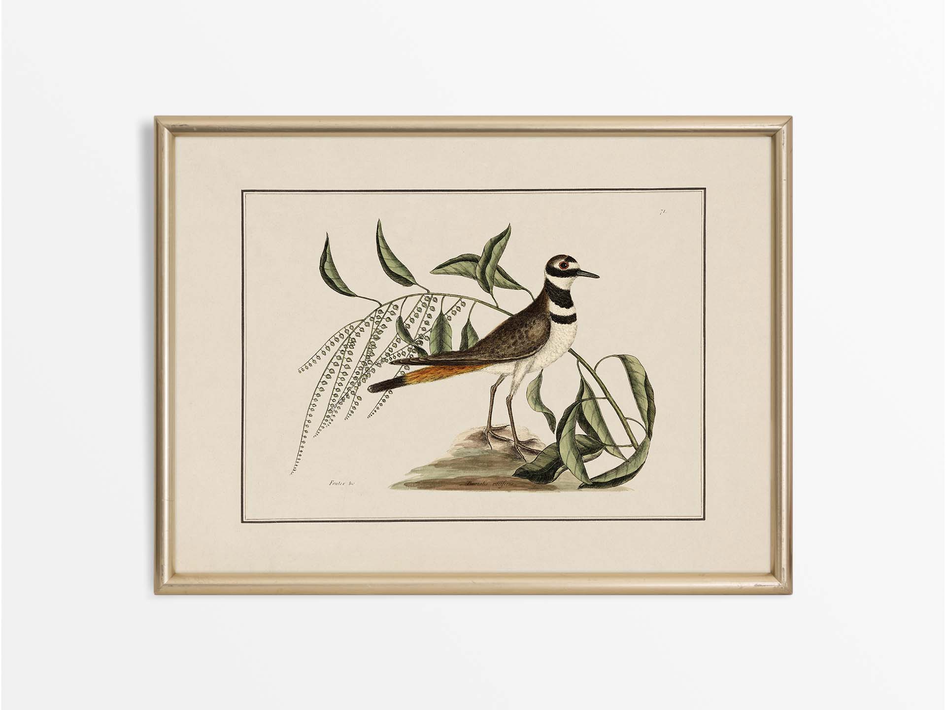 Plover Vintage Art Print