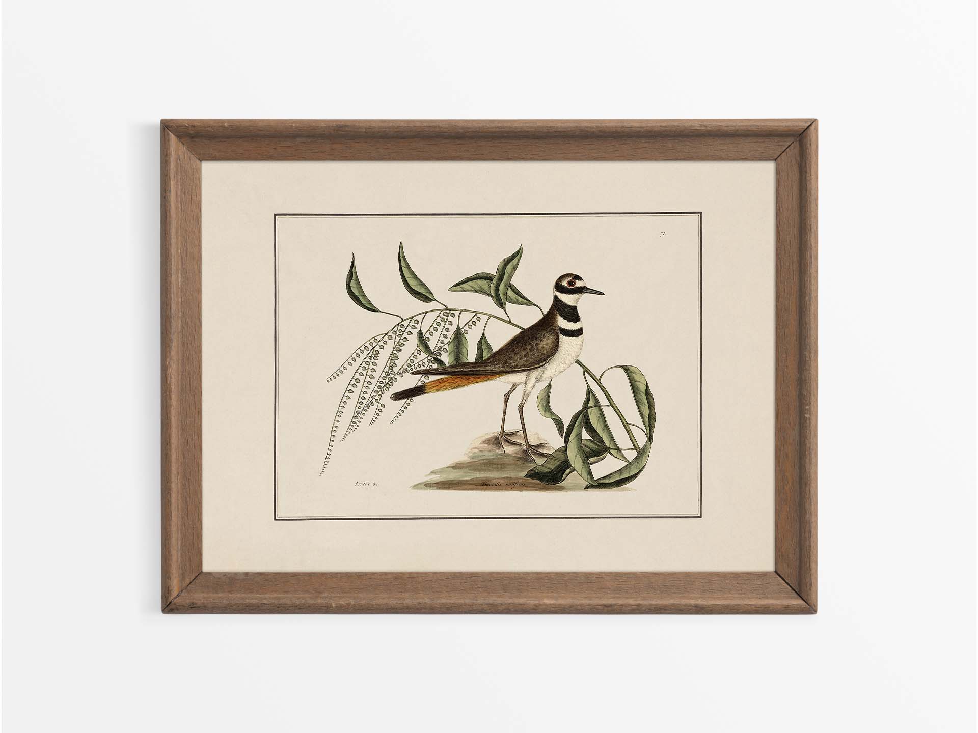 Plover Vintage Art Print