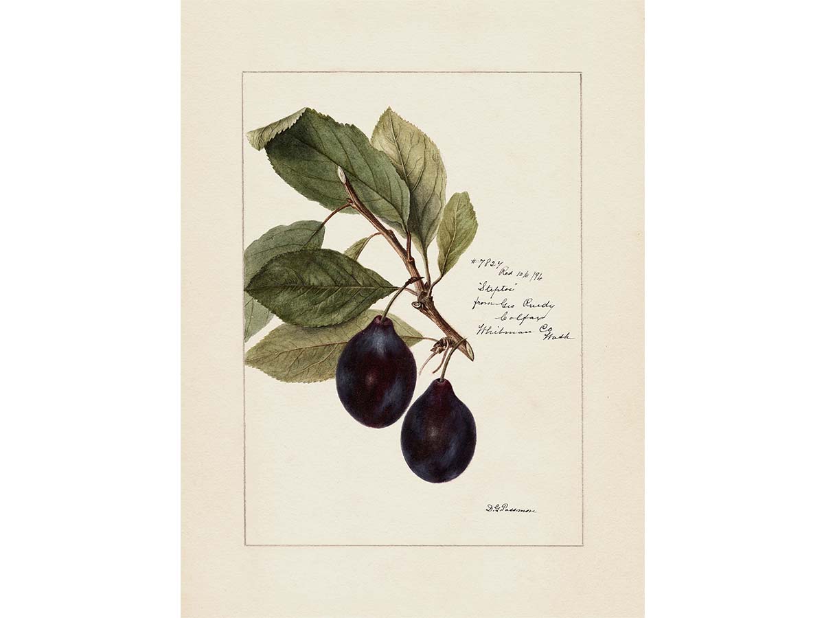 Plum III Vintage Art Print