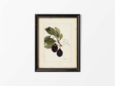 Plum III Vintage Art Print