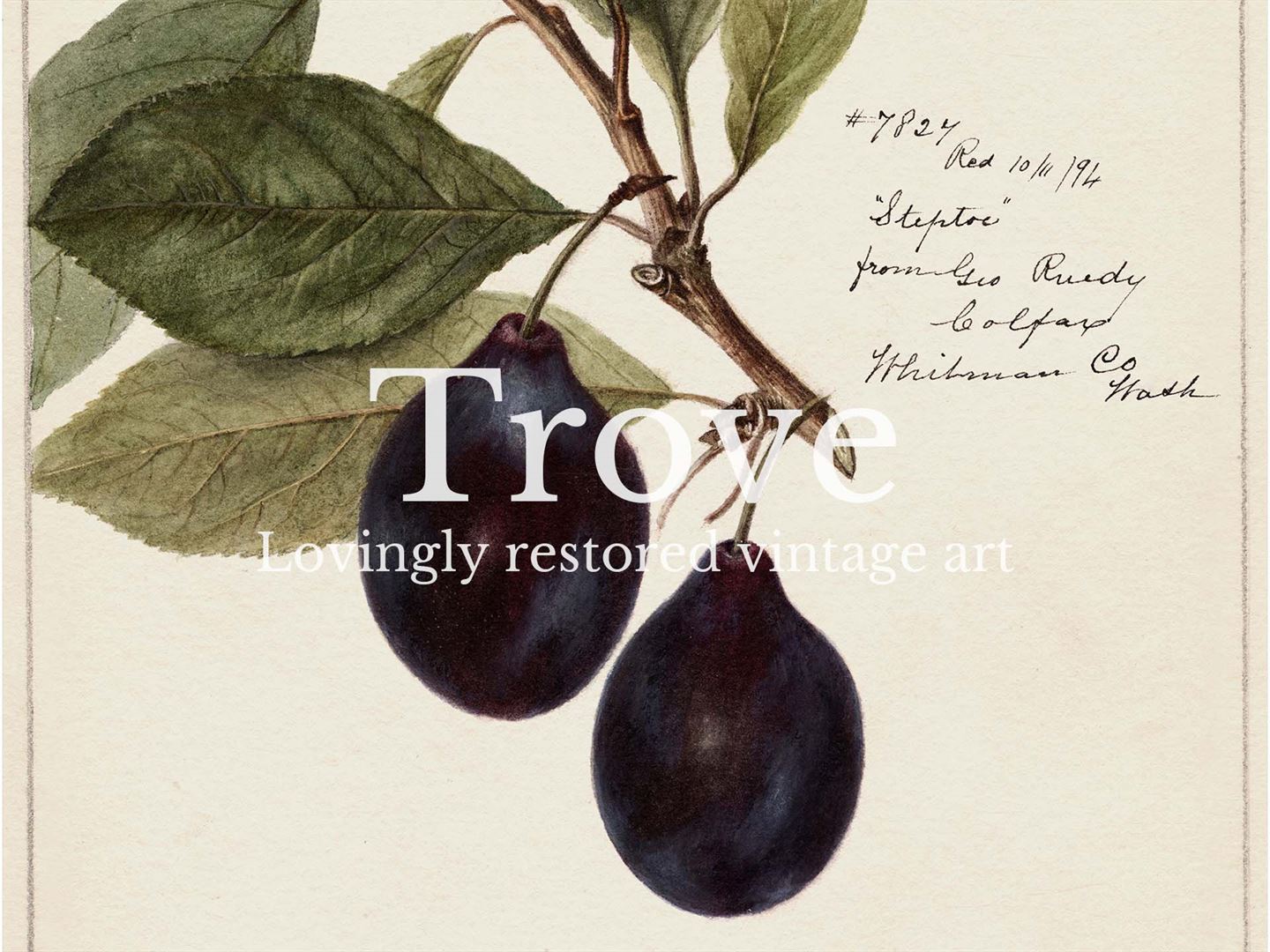 Plum III Vintage Art Print