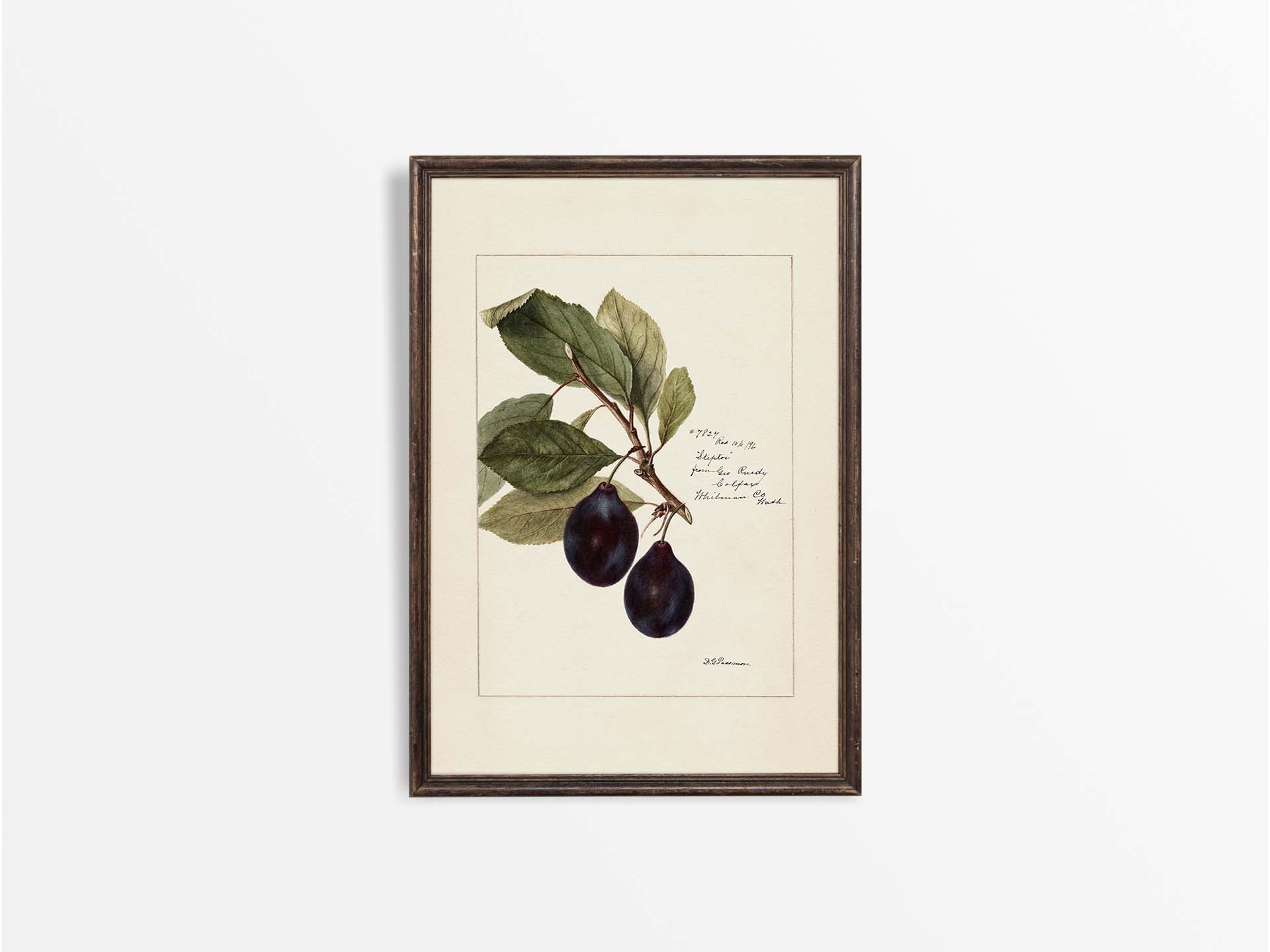 Plum III Vintage Art Print