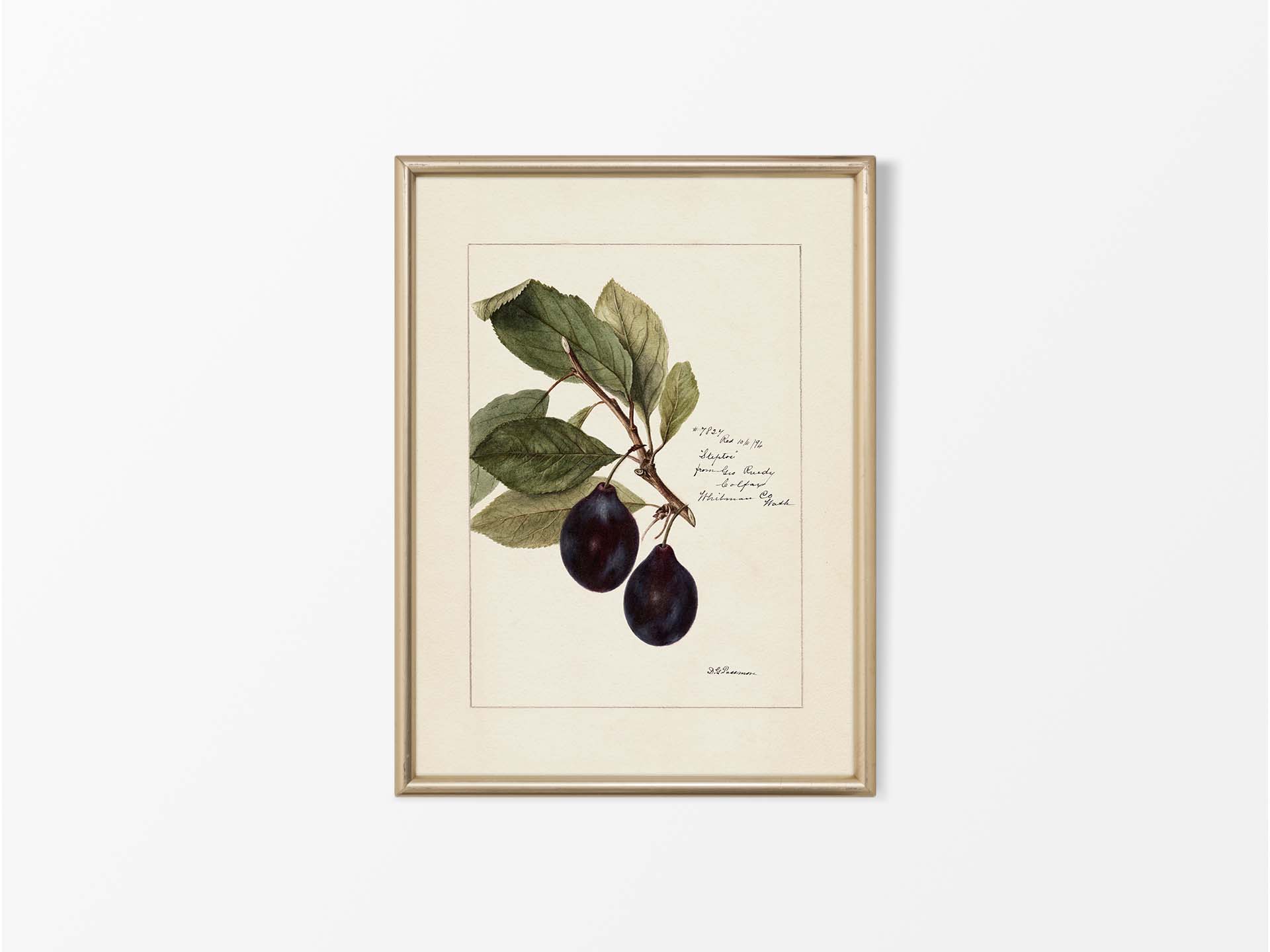 Plum III Vintage Art Print
