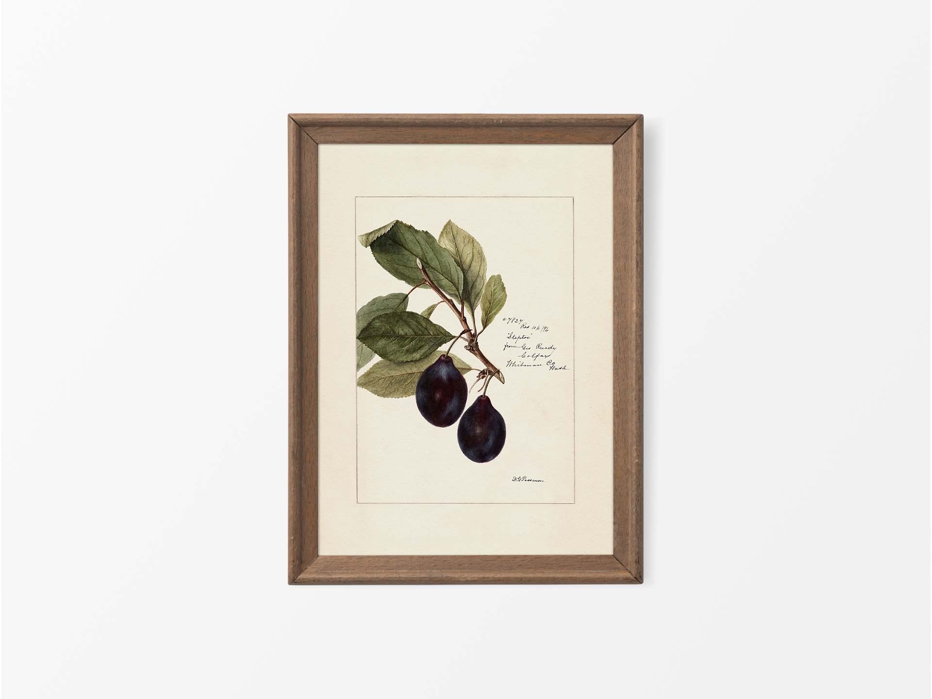Plum III Vintage Art Print
