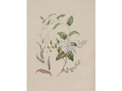 Polygonum Vintage Art Print