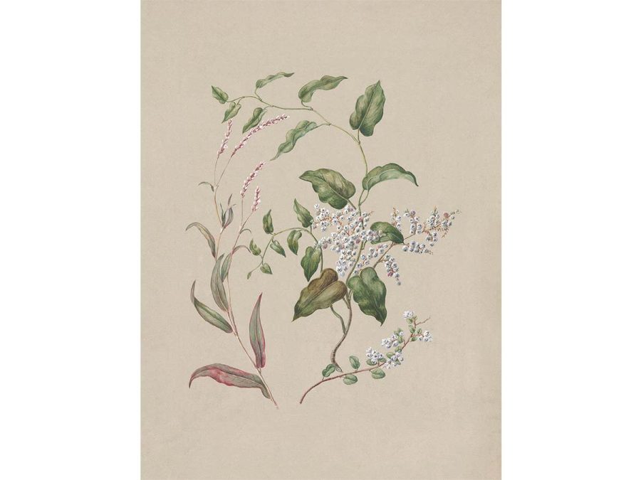 Polygonum Vintage Art Print