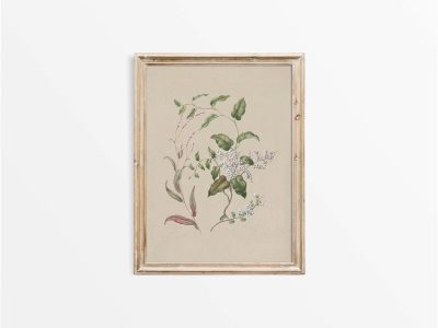 Polygonum Vintage Art Print