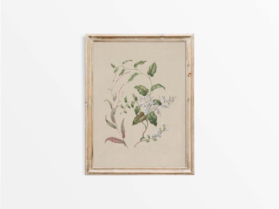 Polygonum Vintage Art Print
