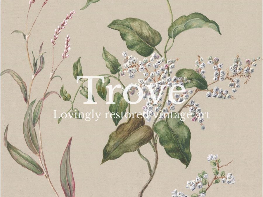 Polygonum Vintage Art Print