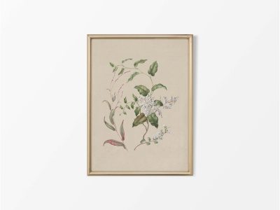 Polygonum Vintage Art Print