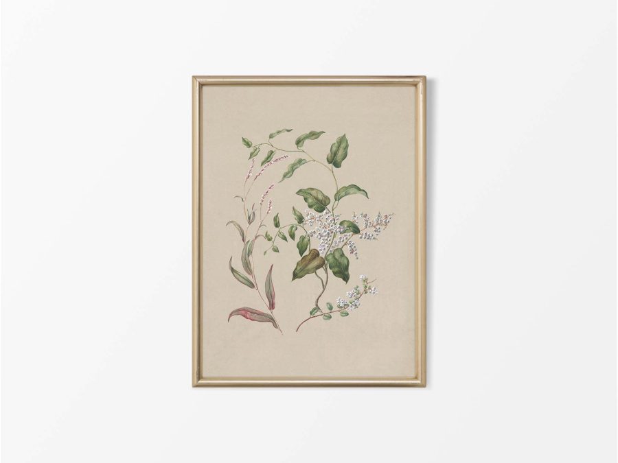 Polygonum Vintage Art Print