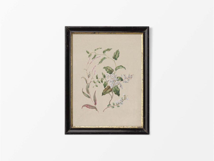 Polygonum Vintage Art Print