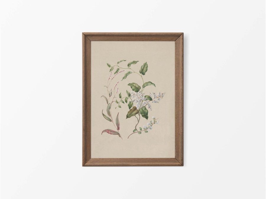 Polygonum Vintage Art Print