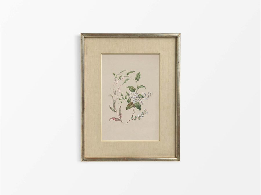 Polygonum Vintage Art Print