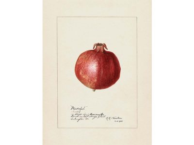 Pomegranate Vintage Art Print