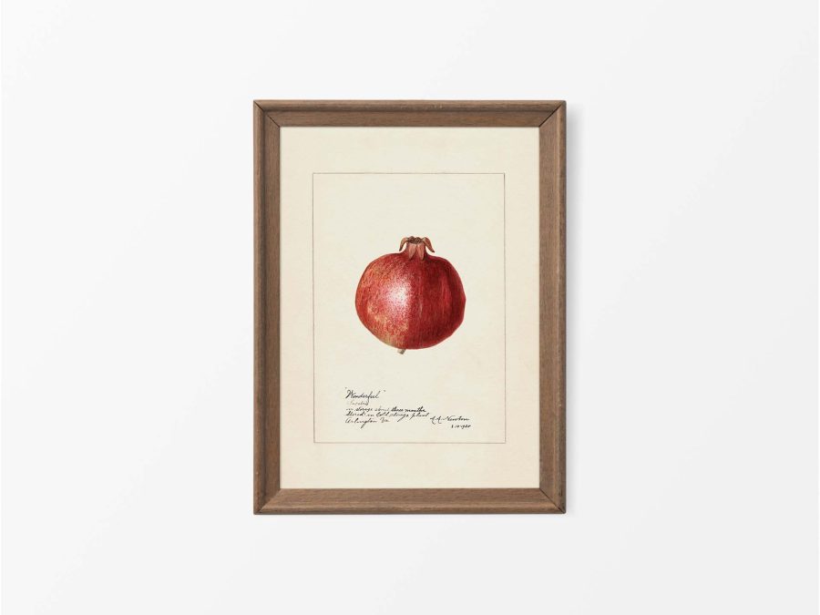 Pomegranate Vintage Art Print