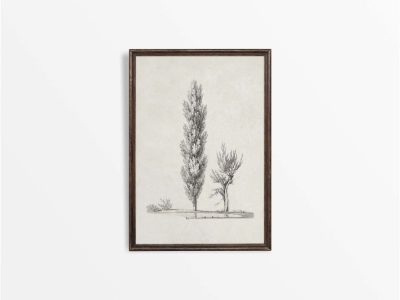 Poplar & Willow Sketch Vintage Art Print