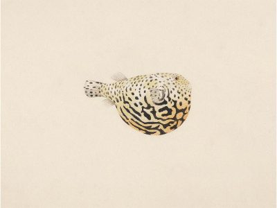 Pufferfish II Vintage Art Print