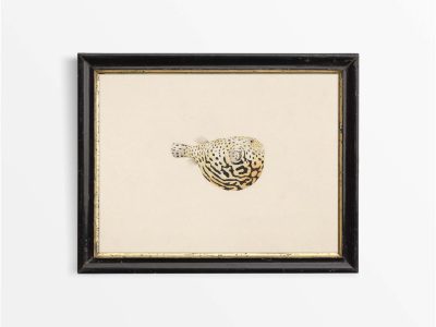 Pufferfish II Vintage Art Print