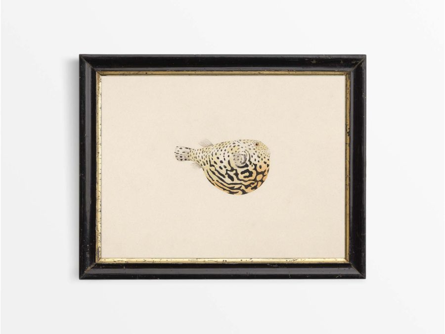 Pufferfish II Vintage Art Print