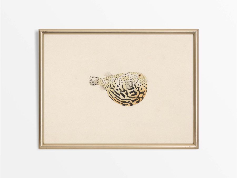 Pufferfish II Vintage Art Print