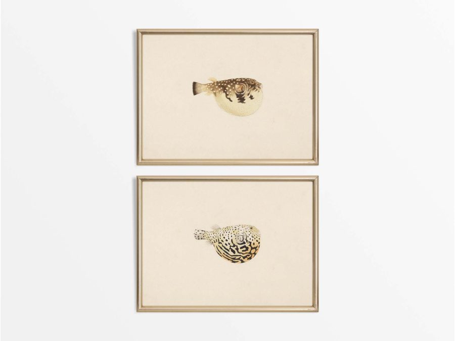 Pufferfish (Set of Two) Vintage Art Prints