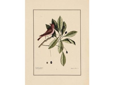 Purple Finch Vintage Art Print