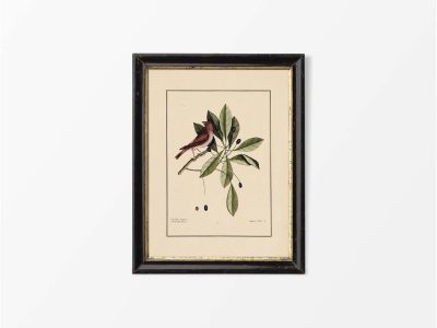 Purple Finch Vintage Art Print