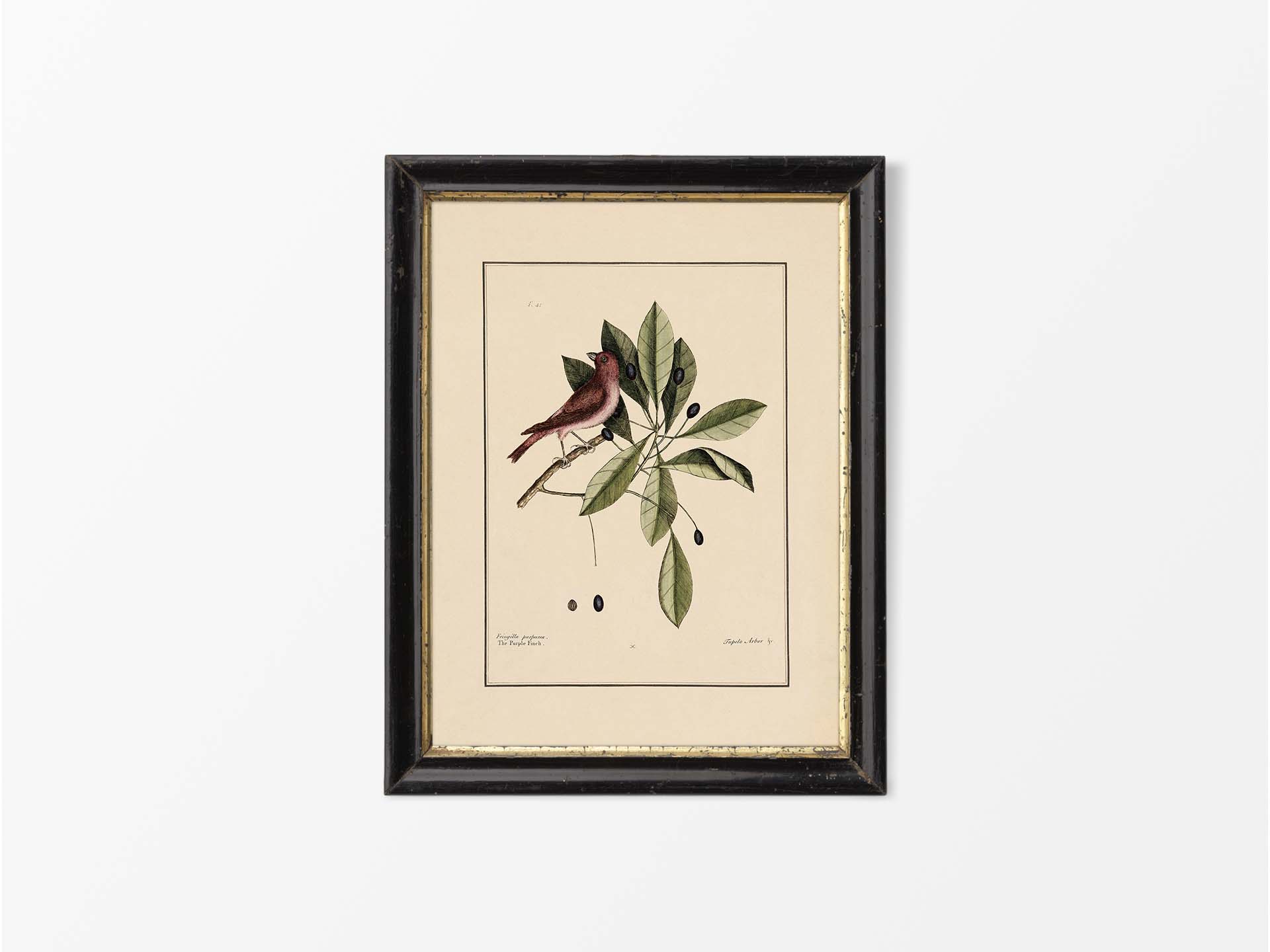 Purple Finch Vintage Art Print